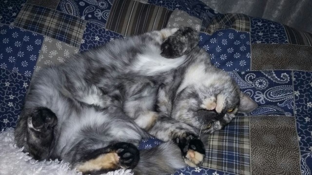 Кото-вторник 24 Мая 2016го :)