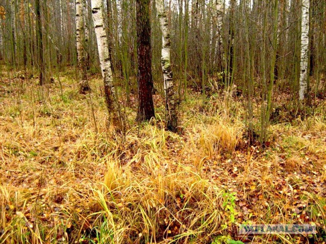 Юкка: уход и размножение