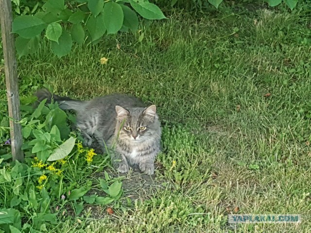 Котовторник 26.07 2016