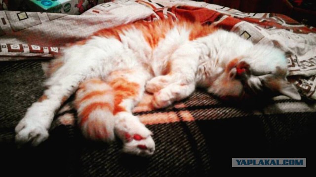 Котовторник 01.11.2016 г.