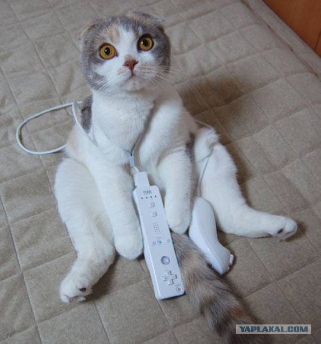 Коты из сети