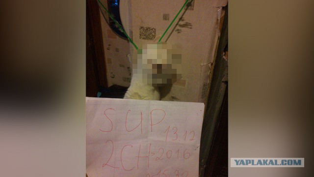 Пользователь Cети организовал онлайн-трансляцию казни своего кота