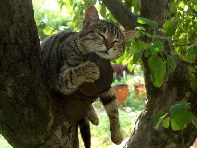 Коты из сети