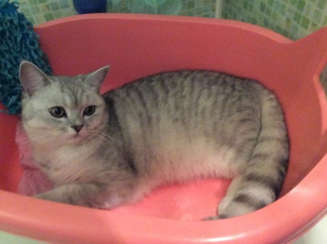 Коты из сети