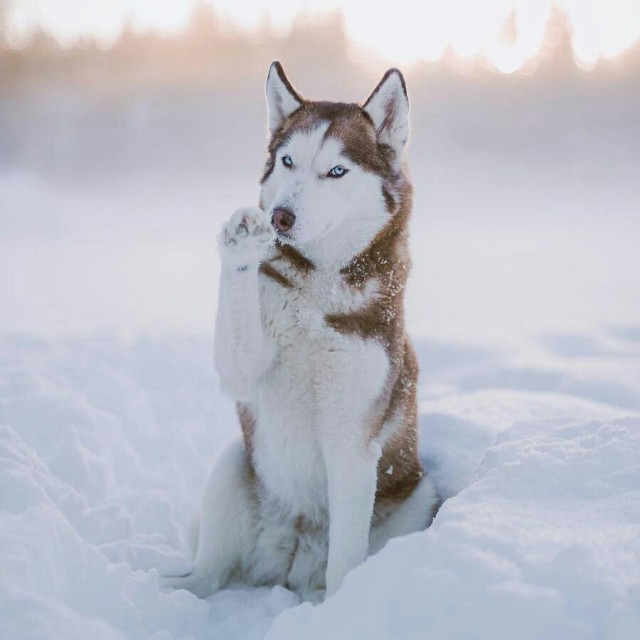 Самые смешные животные