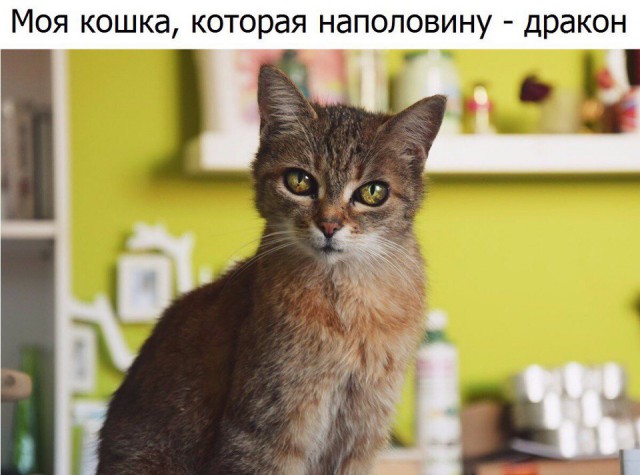 Коты и Кошки