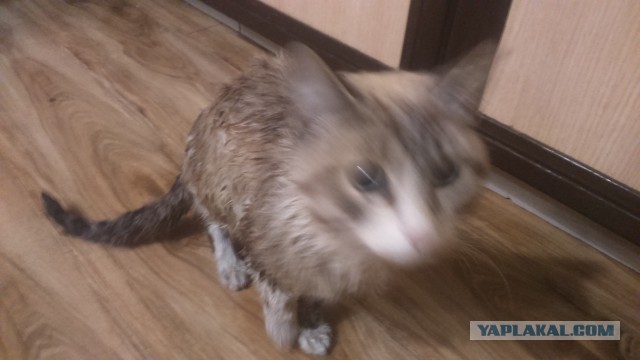 Возвращение блудного котэ