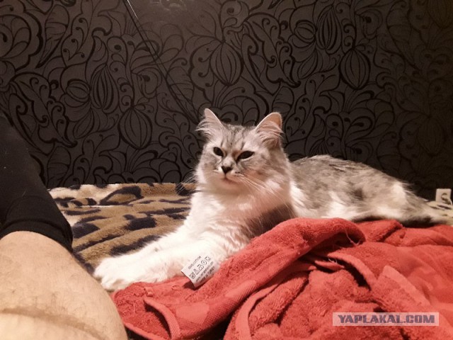 Котовторник 19.09.2017