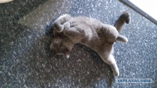 Котовторник 19.09.2017