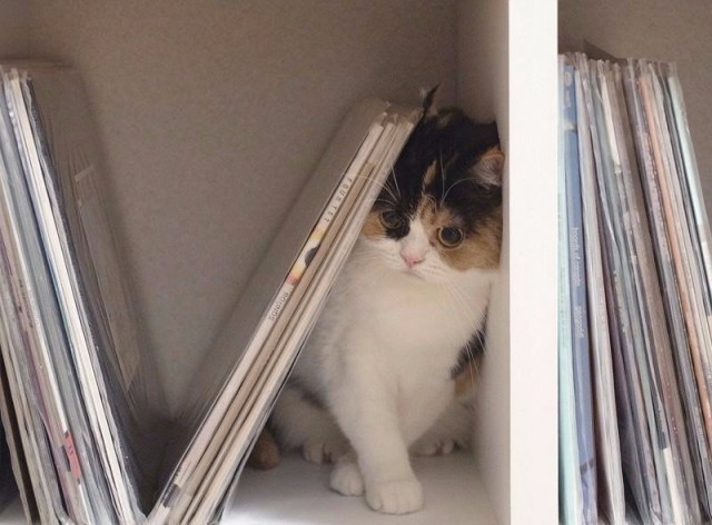 Коты и Кошки