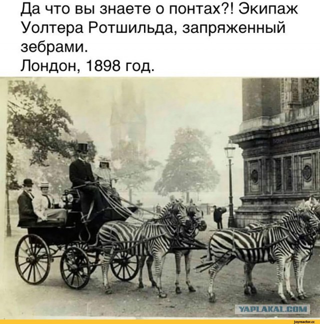 Что вы знаете о понтах?