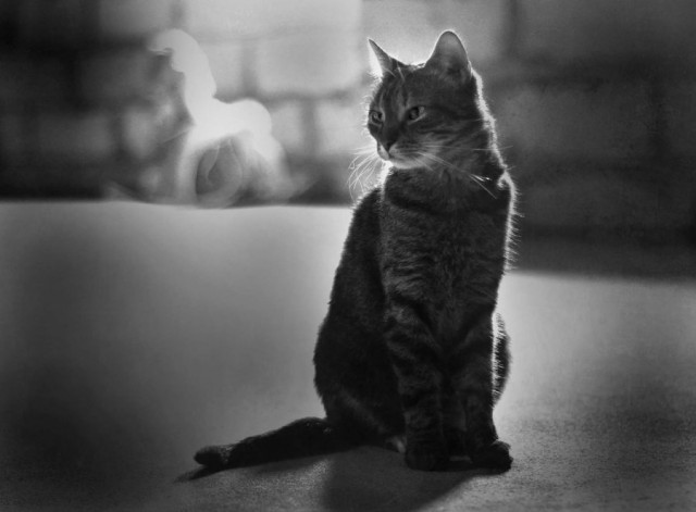 Коты и Кошки