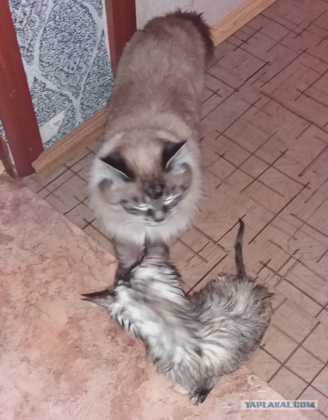 Котовторник!