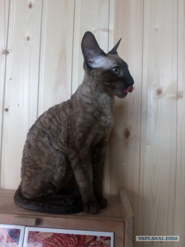 Котовторник 20.03.2018