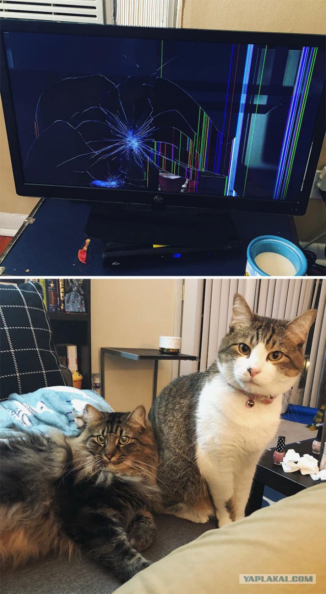 Пользователи сети поделились очередными доказательствами того, что коты — те ещё негодяи