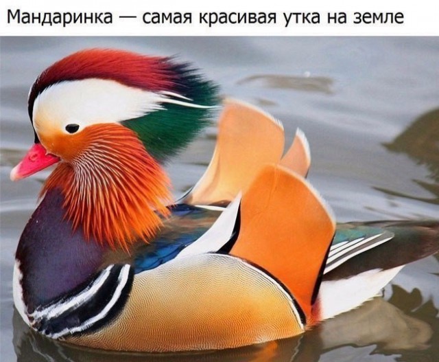Живность из сети