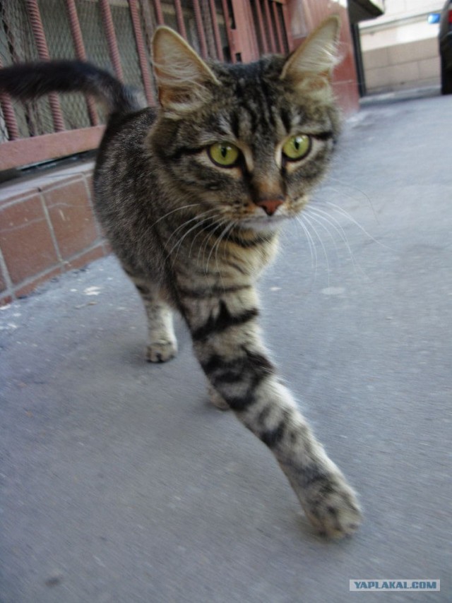 Котовторник на ЯПлакалъ (10.06.08), прикольные коты, добавляем свои!
