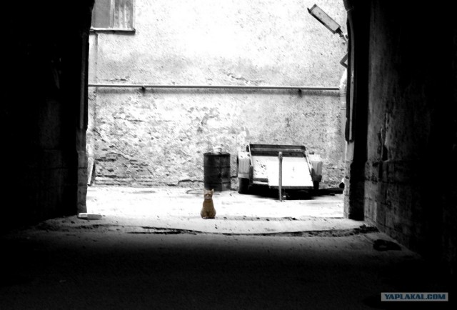 Ура, котовторник! (01.07.2008)