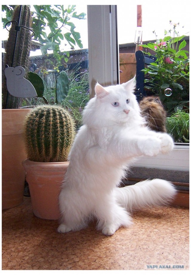 Котовторник на ЯПлакалъ