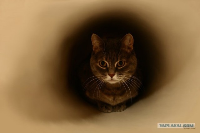 Котовторник (13.01)