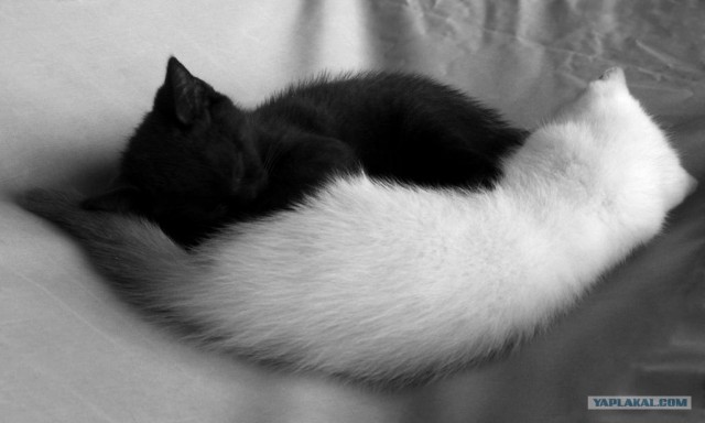 Котовторник (24.03)