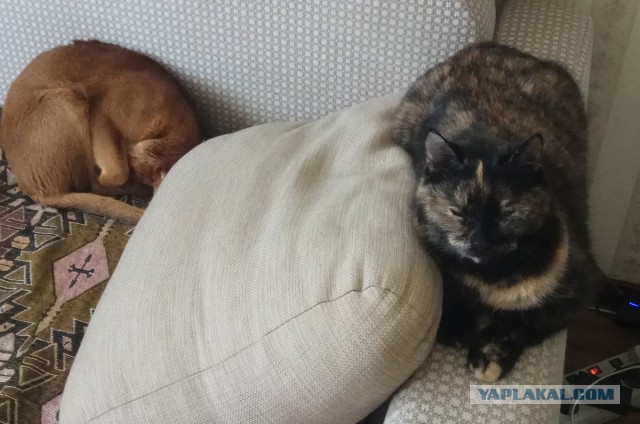 Котовторник 14.08.2018