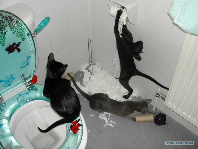 Коты бесчинствуют в туалете