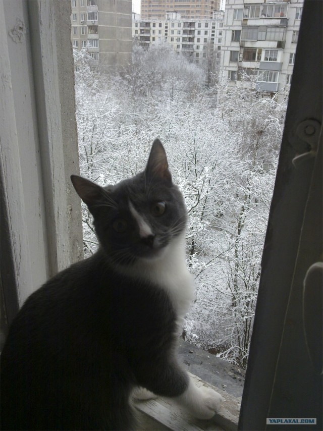 Котовторник на 1-е июня