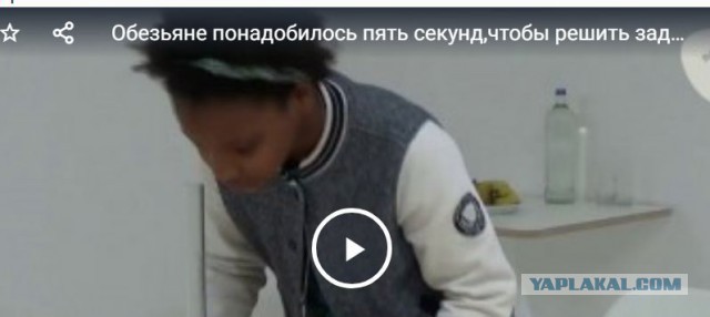 Обезьяне понадобилось пять секунд, чтобы решить задачу которую не смогли решить люди