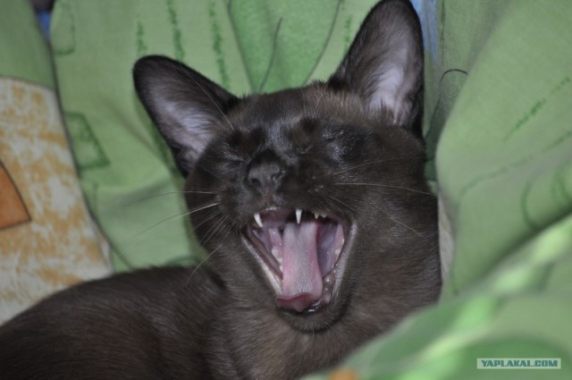 Котовторник! 13.03.2012