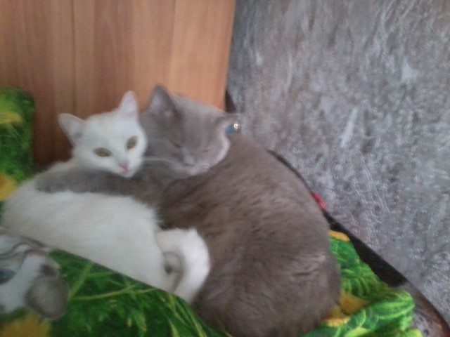 Котовторник 20.03.2012