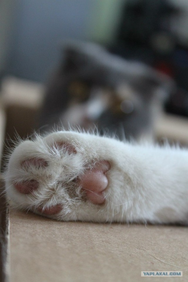 Котовторник 17.04.2012