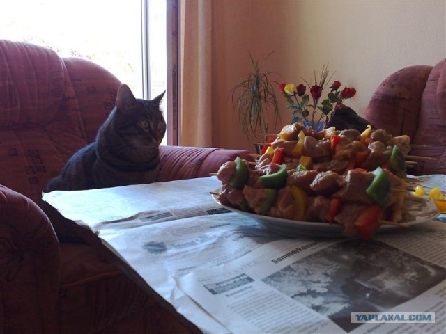 Котовторник 22.05.2012