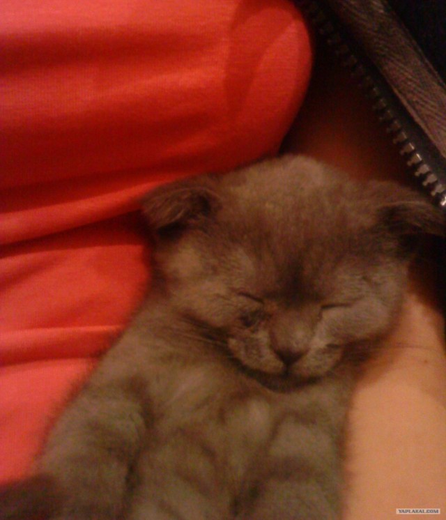 Котовторник  12. 06. 2012