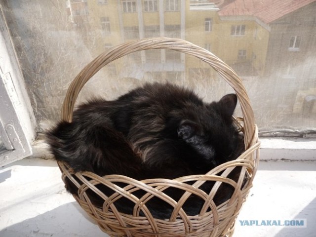 Котовторник 10. 07. 2012