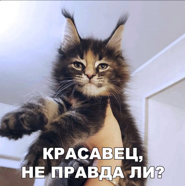 Забавные фото котеек