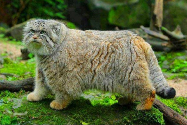 Милые животные. Мимиметр сломался