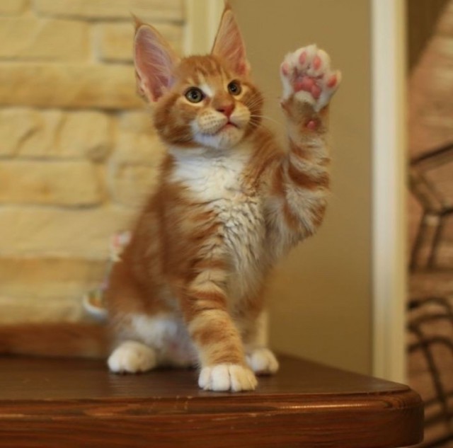 20 снимков с кисточками, доказывающих, что прекраснее мейн-кунов могут быть лишь котята мейн-кунов