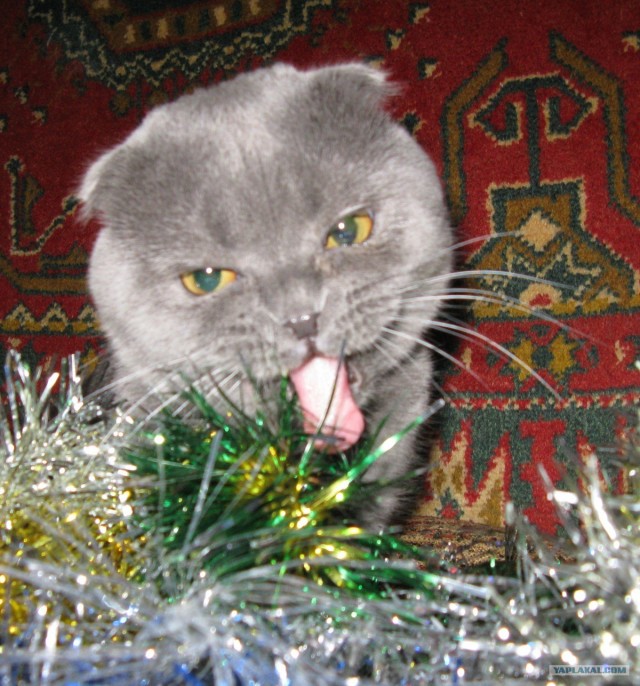 Котовторник 30.10.2012