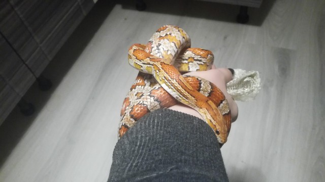 Живность из сети