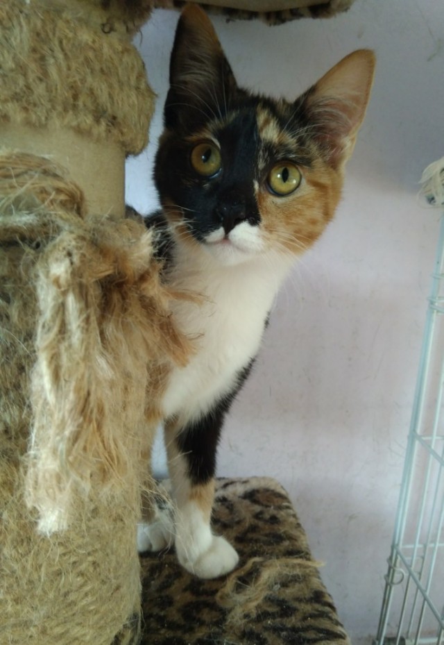 Забавные фото котеек