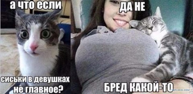 Кошачья жесть!