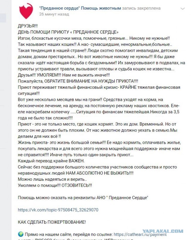 Помогите вернуть кота! Приют "Преданное сердце" украл кота и не отдает!-2