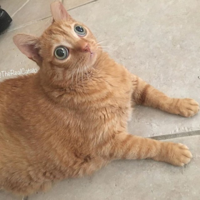 Забавные картинки с котами из сети