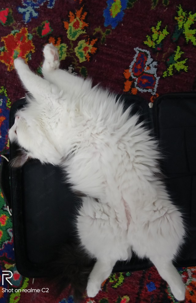 Коты, которые нас порадовали!