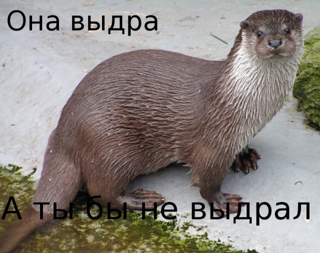 Фотожаба: А ты?
