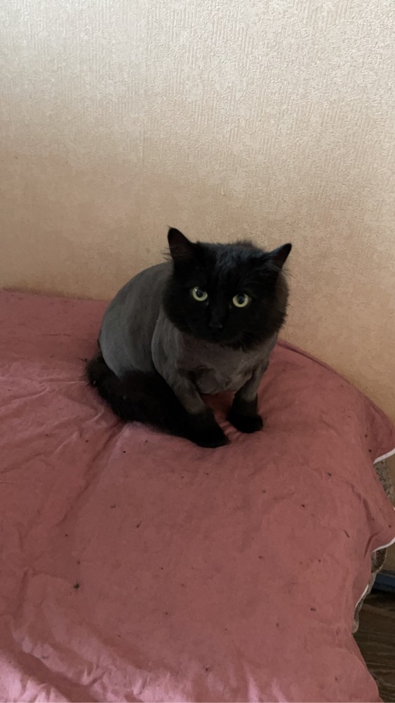 Хоба! Котовторник!