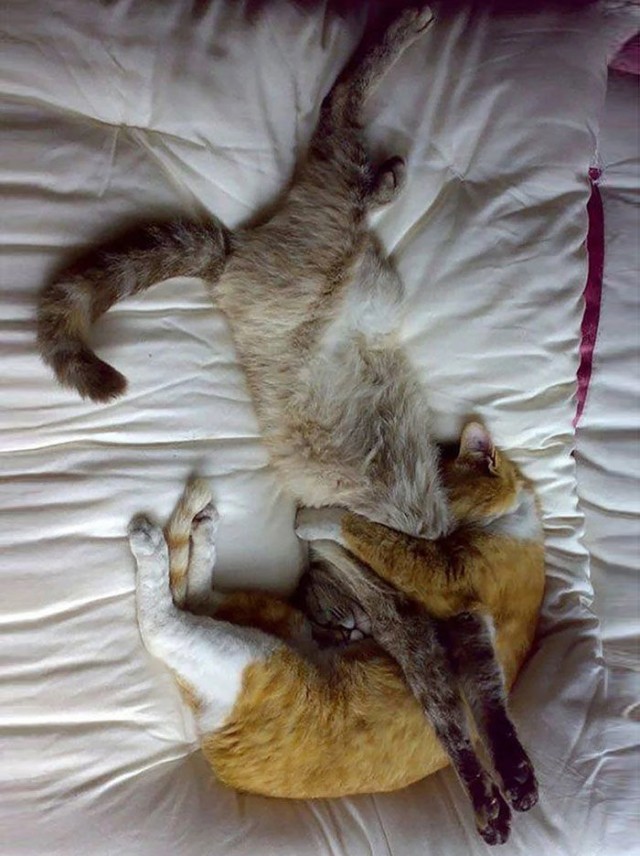 Картинки и мемы для настроения 28.07.2021