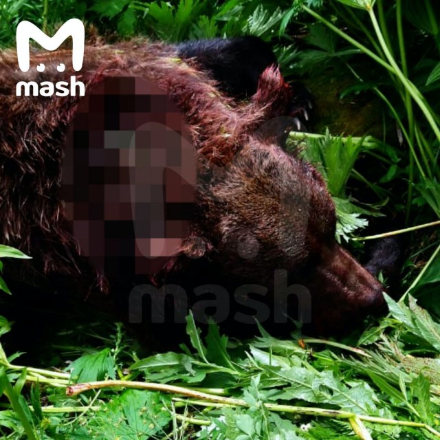 Медведя, который вчера загрыз человека в природном парке "Ергаки" в Красноярском крае, убили.