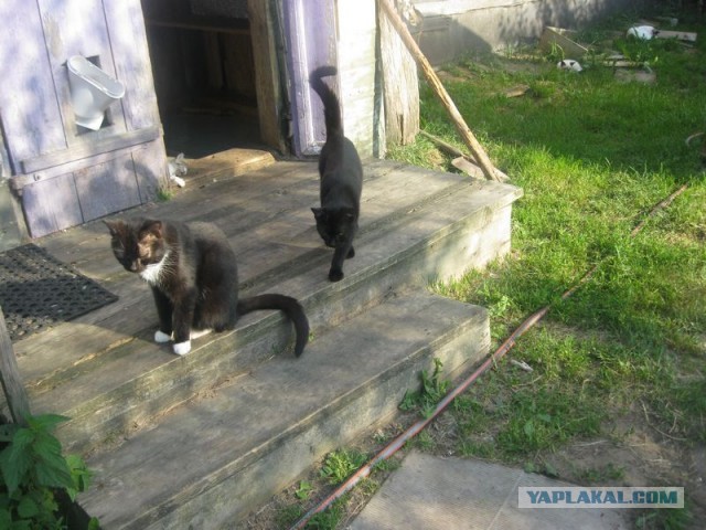Жизнь домашнего приюта для котеек 353